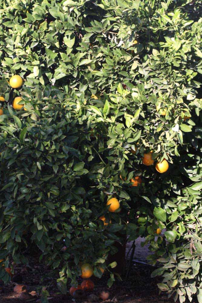              Habit (Riverside, CA)       